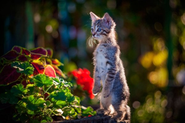 picture_382875988
