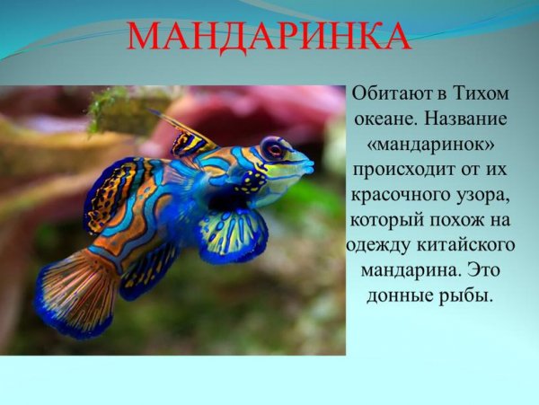Мандаринка