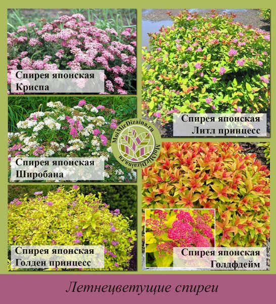Летнецветущие спиреи