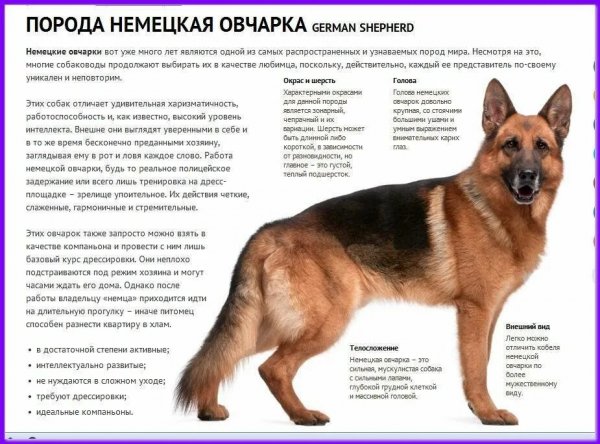 Немецкая овчарка