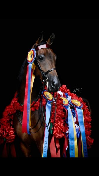 Horses sports love!
