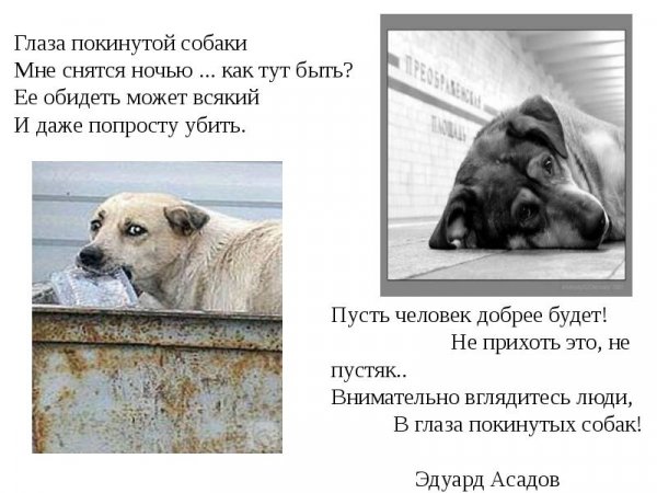 В глаза покинутых собак!