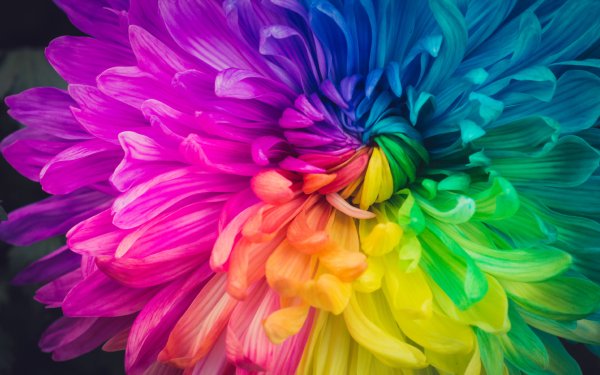 Colors of the Rainbow 9