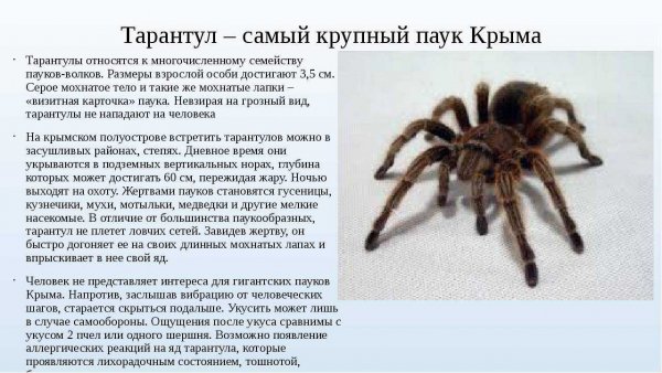 Тарантул