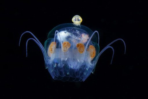 meduzamaybe