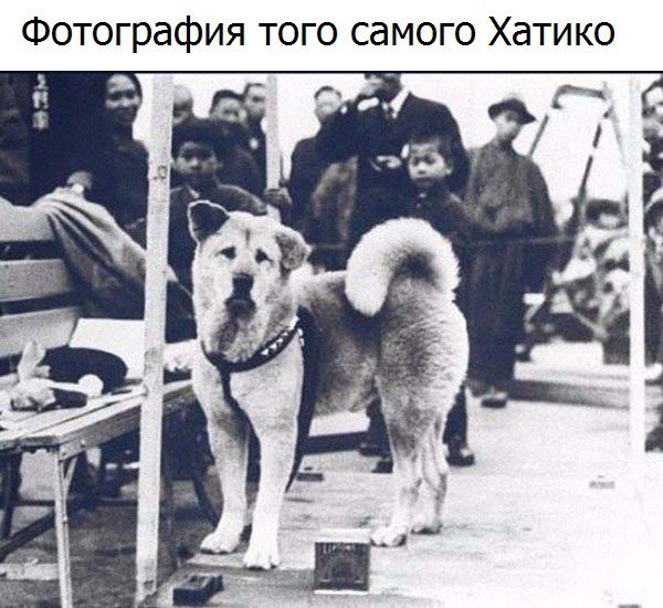 Хатико