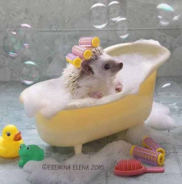 тайная жизнь ежей)
