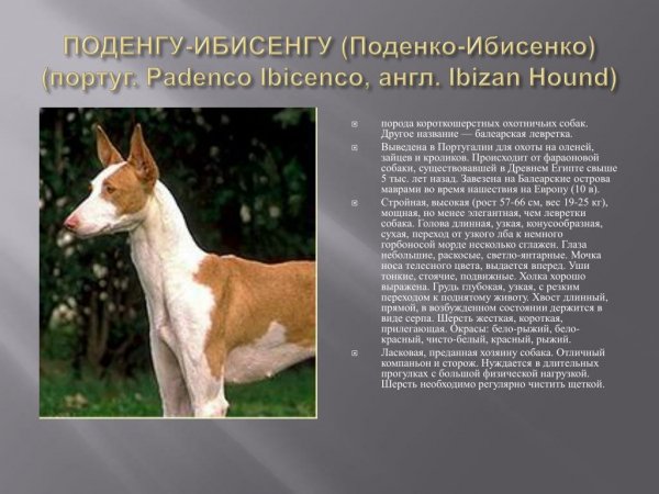 Padenco-ibicenco-ibizan-hound