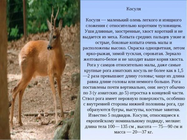 Косуля
