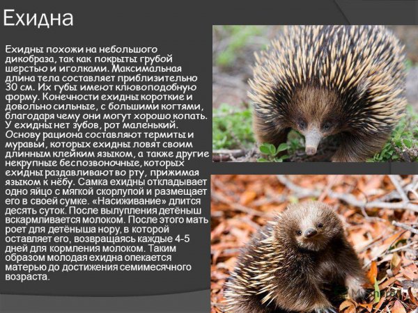 Ехидна