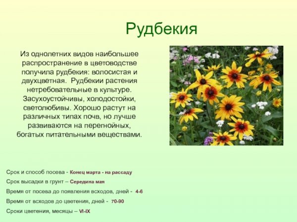 Рудбекия