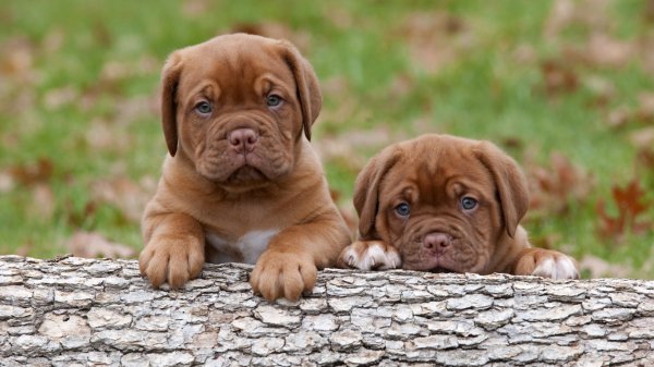 Animals Dogs Puppies of Dogue de Bordeau