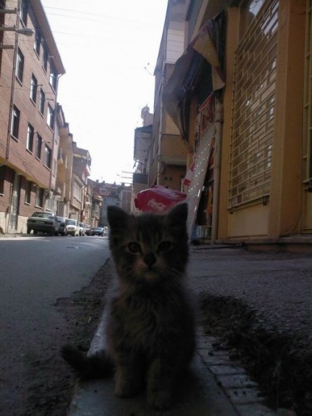 cats cats 54