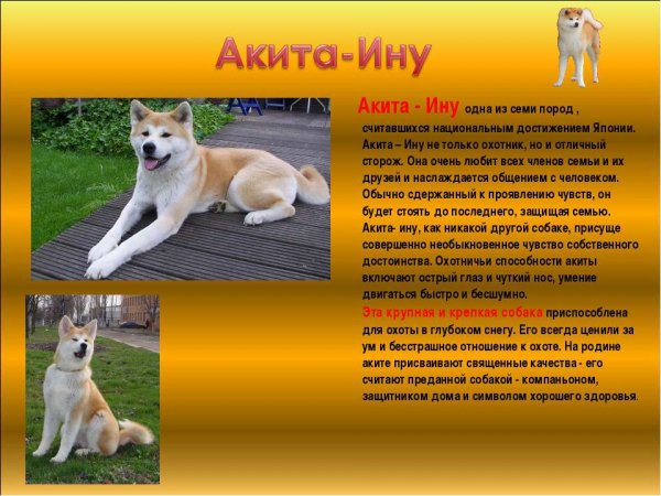 Акита - Ину
