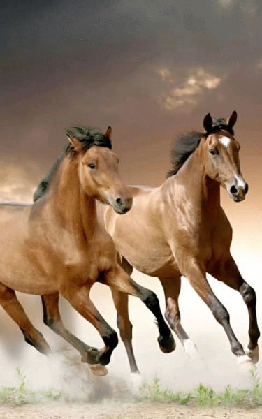 Horse 2