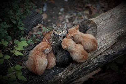 Кошачье счастье