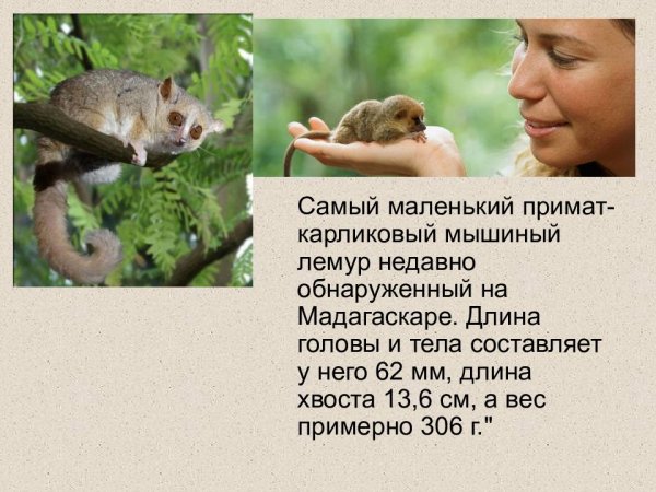 Карликовый мышиный лемур
