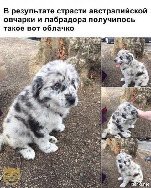 ))