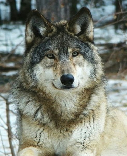 Volk