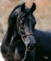 arabiblack4