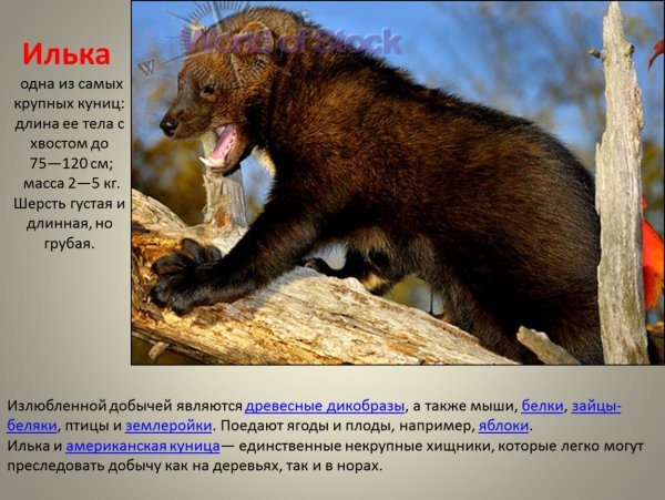 Илька
