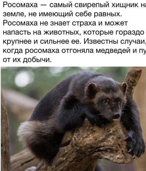 Росомаха