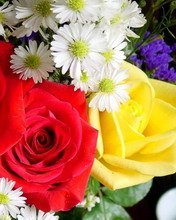 Flowers 006