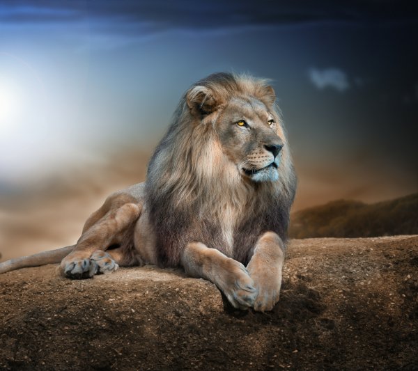 King Lion-wallpaper-10798863