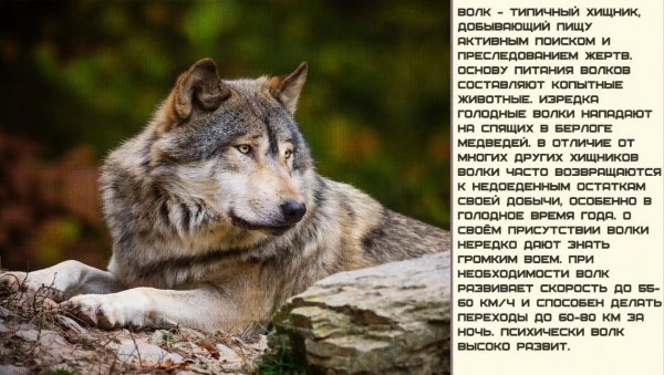 Волк