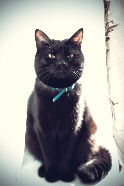 Кузя. Кот родителей.