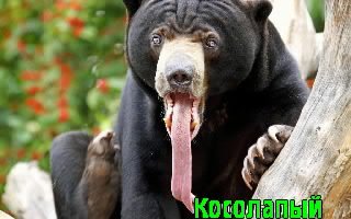 EImagesМишка