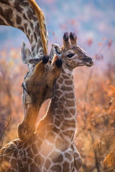 ПРИРОДА АФРИКИ