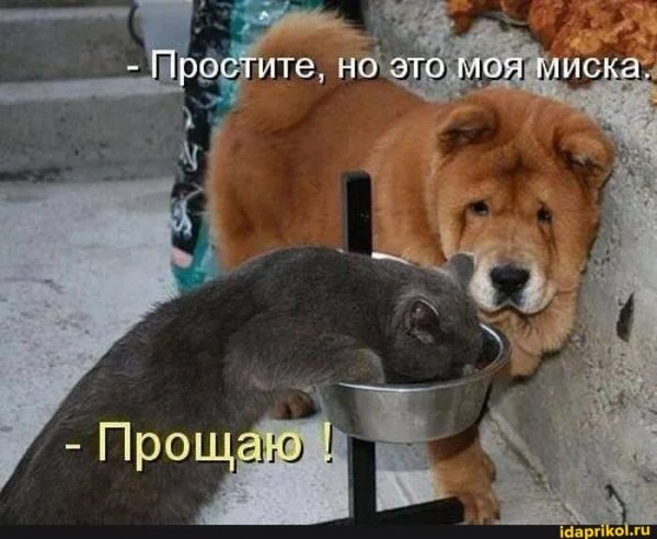 Smeh-bez-prichiny-kartinki-memy-i-nemnogo-absurda-15