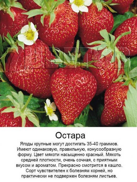 Остара