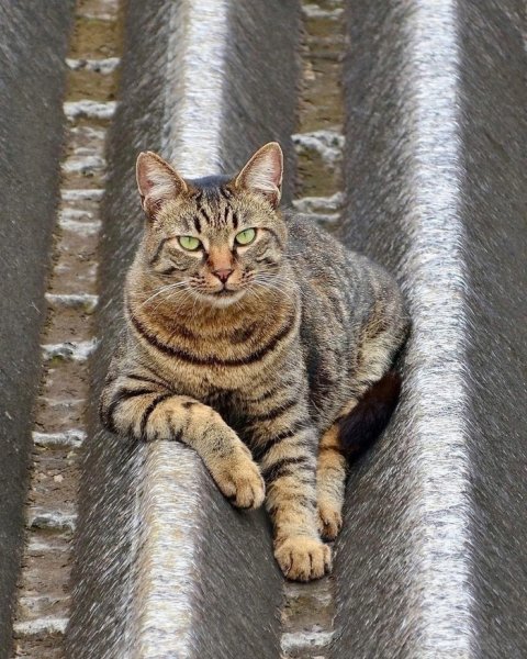 Кот на крыше