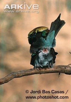 Золотистые щурки