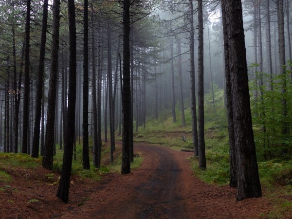 Forest-954100 1920