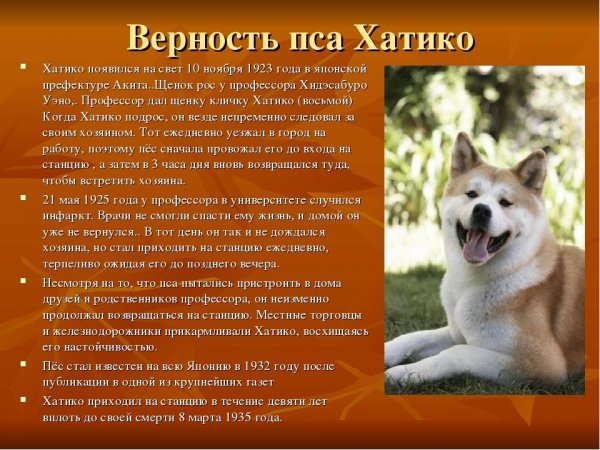 Хатико