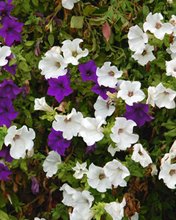 Flowers 185