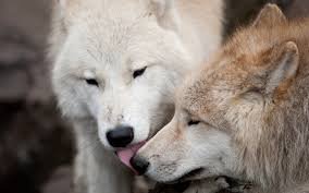 images-7