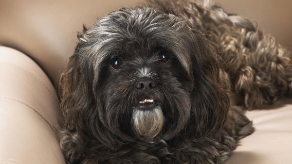 Portrait of a Shih Tzu