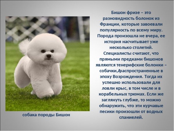 Бишон фризе