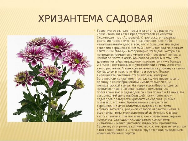 Хризантема садовая