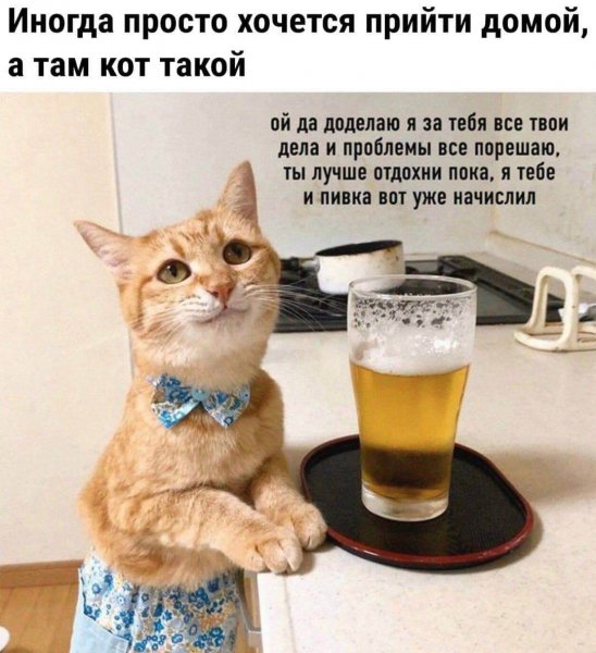 А там кот такой