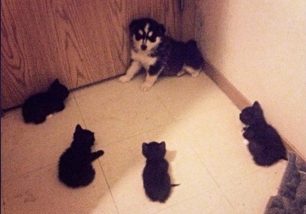 Д Артаньгав и четыре мушкотёра
