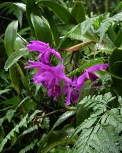 Flowers 028