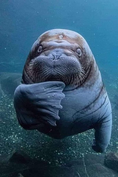 ПОДВОДНЫЙ МИР