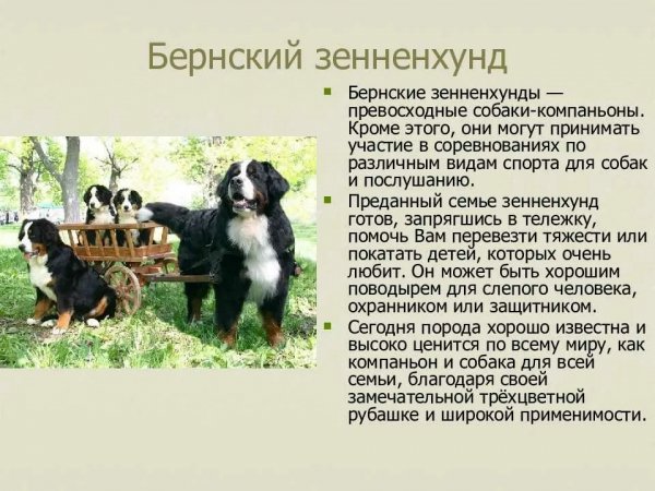 Бернский зенненхунд