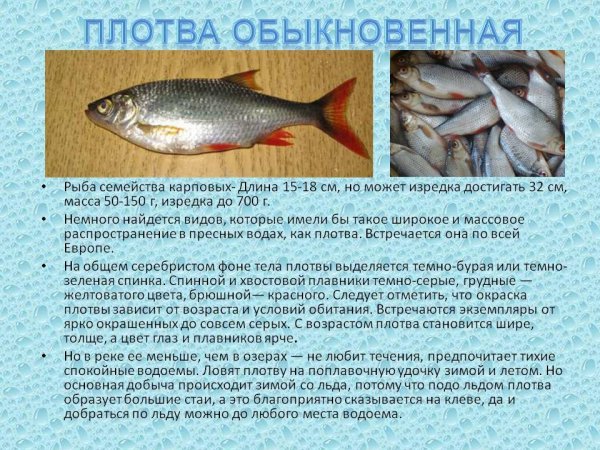 Плотва