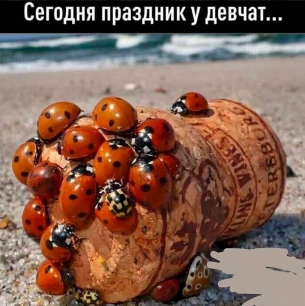 3eb6edbd14 chernyj-jumor-novye-smeshnye-vzroslye-prikoly-1
